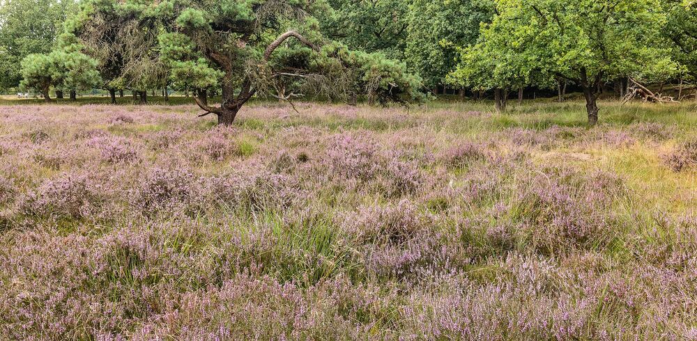 Bloeiende paarse heide op het Groote Zand bij Hooghalen