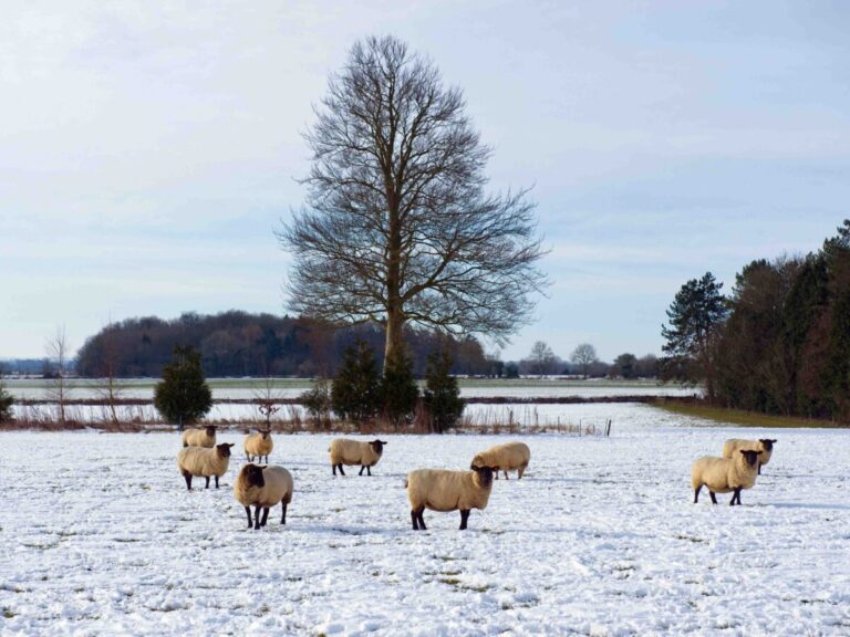 Heerlijk Landleven Winter Wonderfair — Braderie en jaarmarkt in Drenthe
